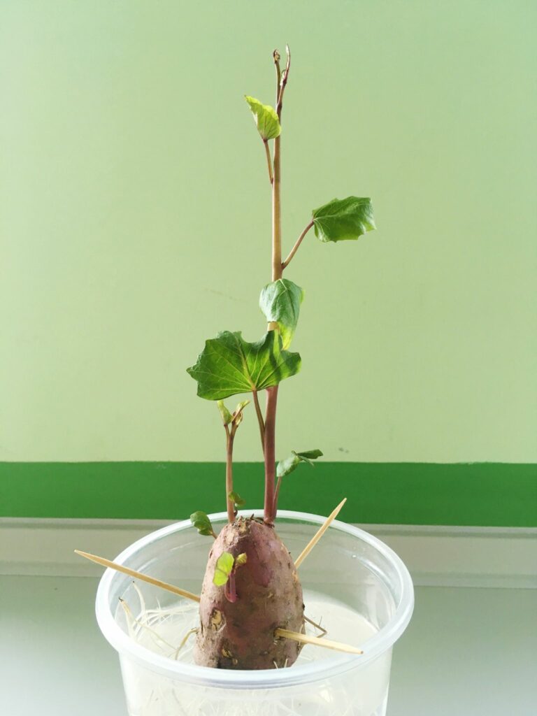 easy-potato-grow